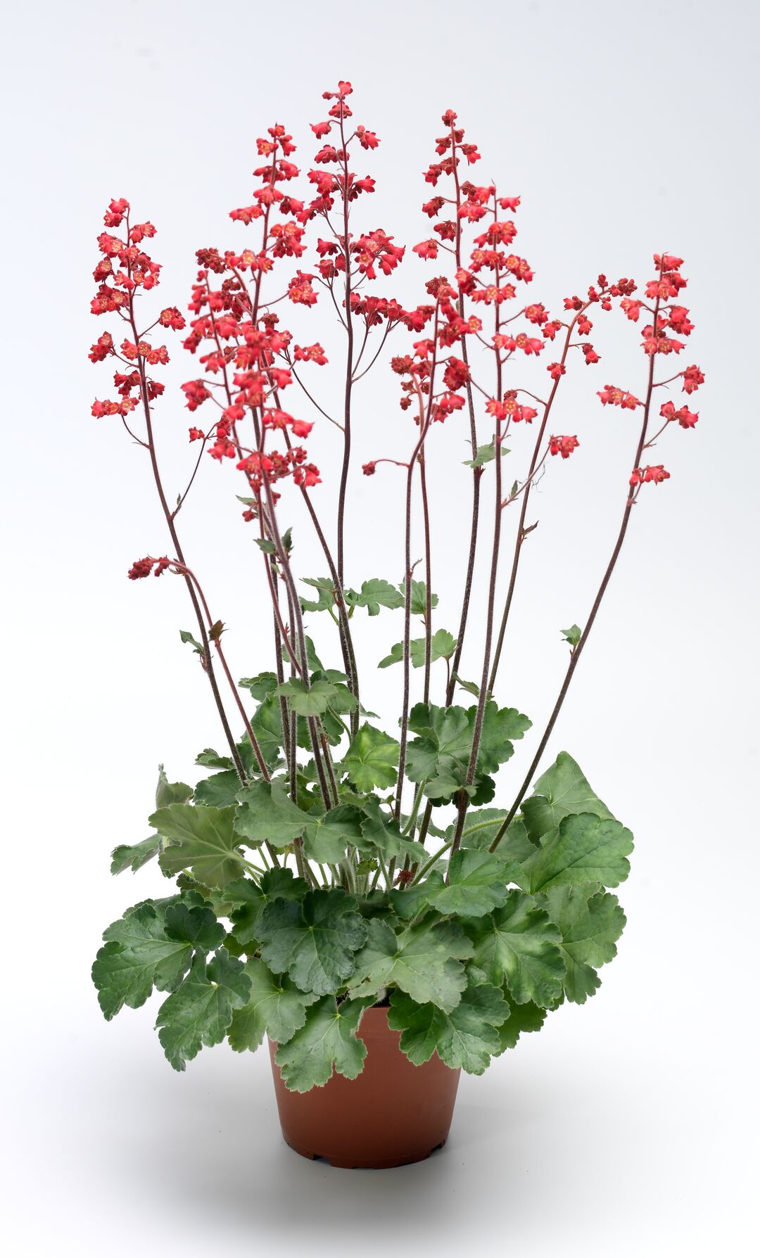 Asisnsarkanē heihēra 'Coral Forest'