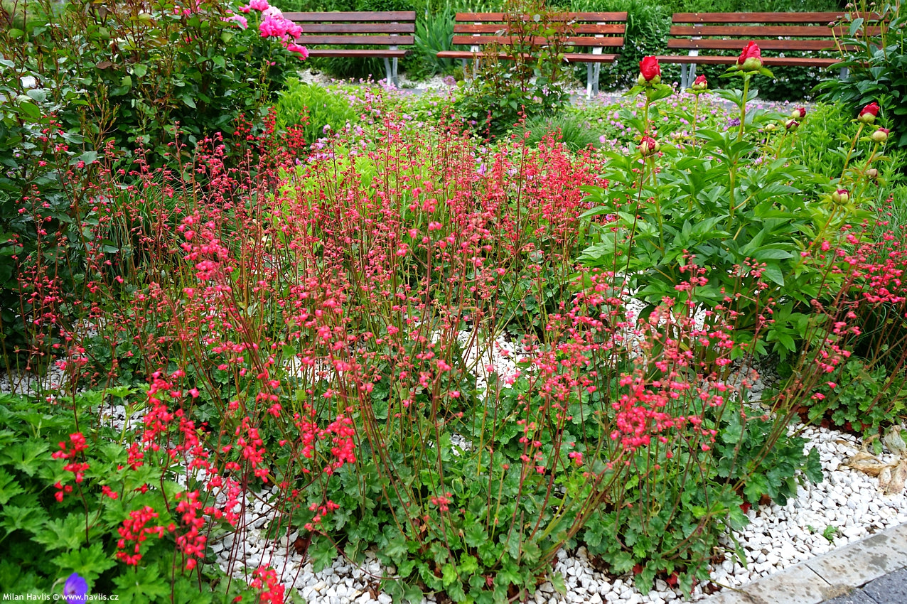 Asisnsarkanē heihēra 'Coral Forest'