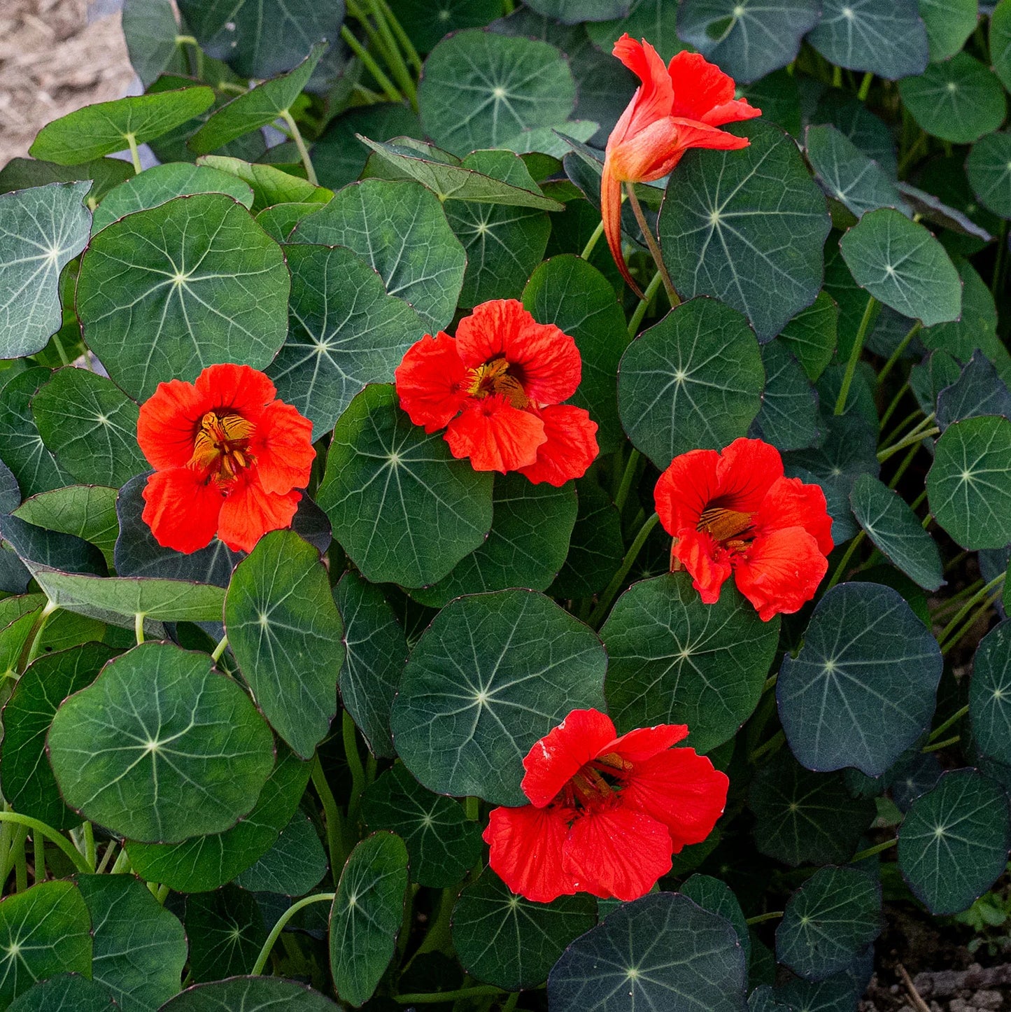 Krese 'Coral Reef'