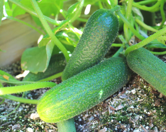 Gurķi 'Corentine' F1