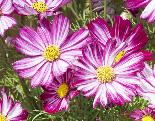 Kosmeja 'Dwarf Purple Picotee'