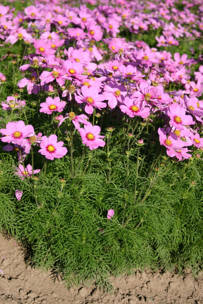 Kosmeja 'Sonata Pink Blush'