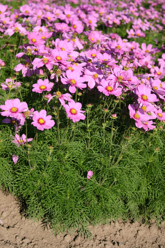 Kosmeja 'Sonata Pink Blush'