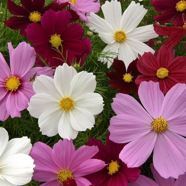 Kosmeja 'Sonata Mixture'