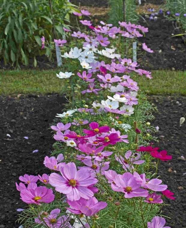 Kosmeja 'Sonata Mixture'