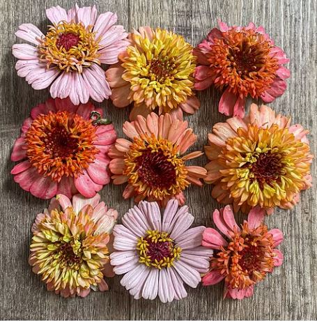 Cinnija 'Cresto Peachy Pink'