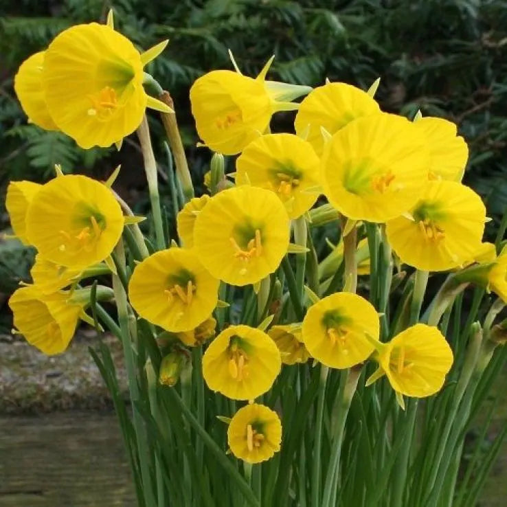 Narcises bulbocodium 'OxfordGold'