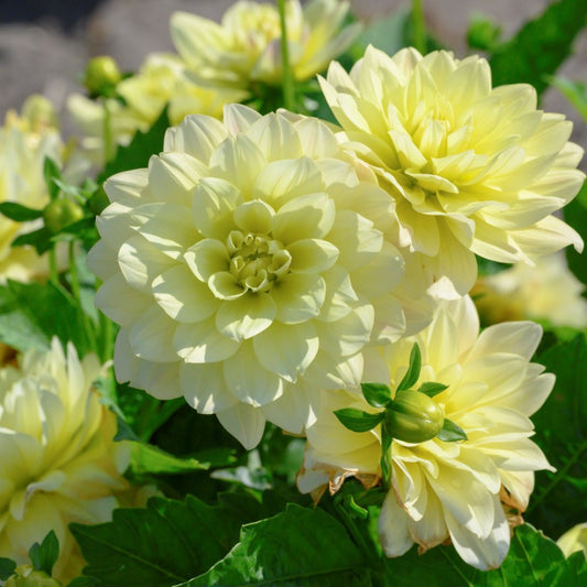 Dālija 'Berliner Lemon'