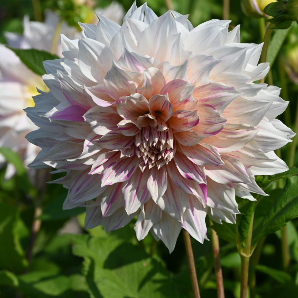 Dālija 'Café au Lait Twist'