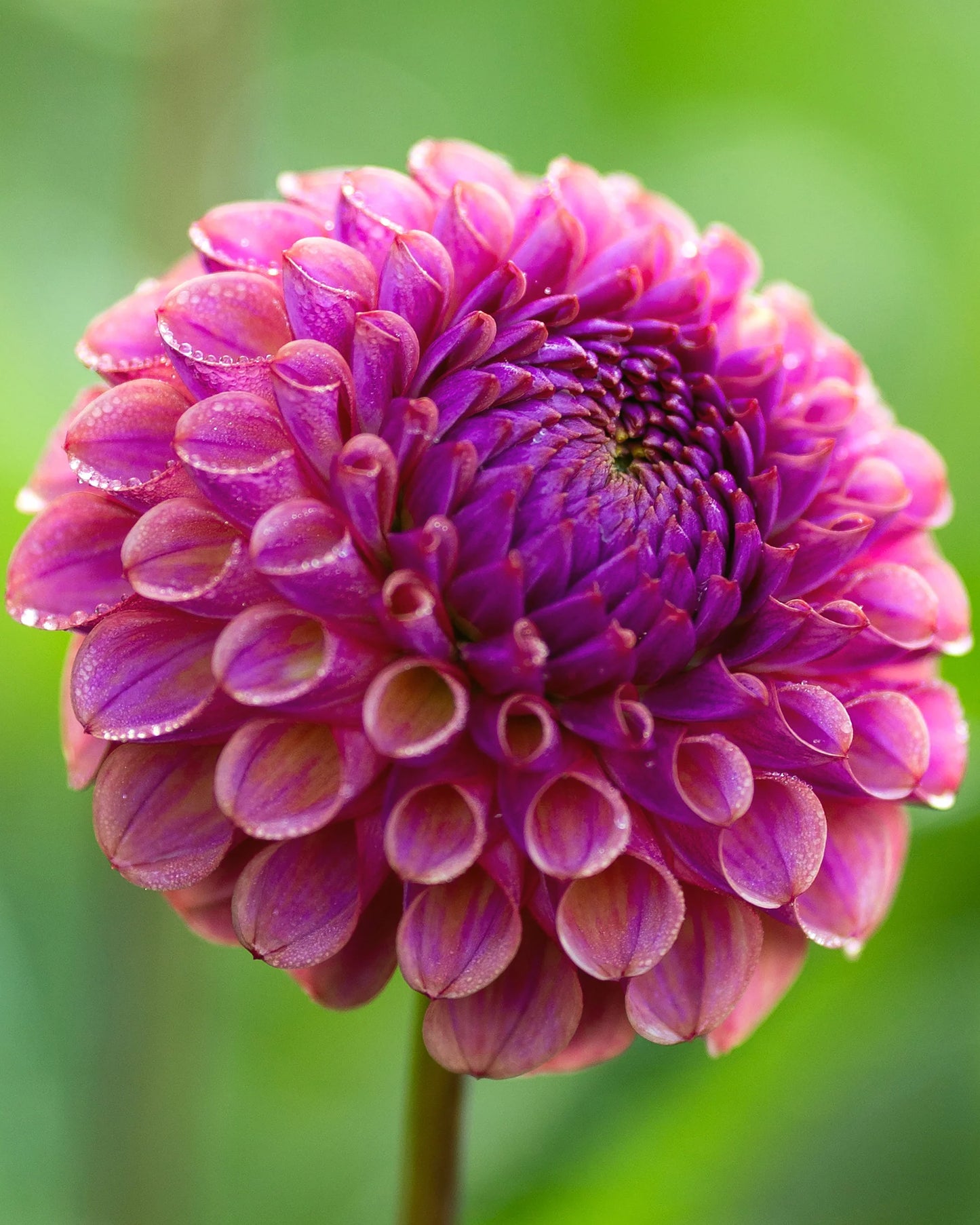 Dālija 'Cranberry Classic'