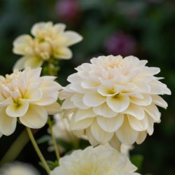 Dālija 'Caramel Antique'