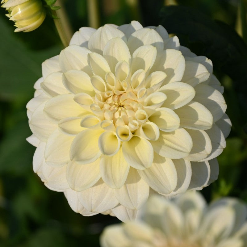 Dālija 'Caramel Antique'