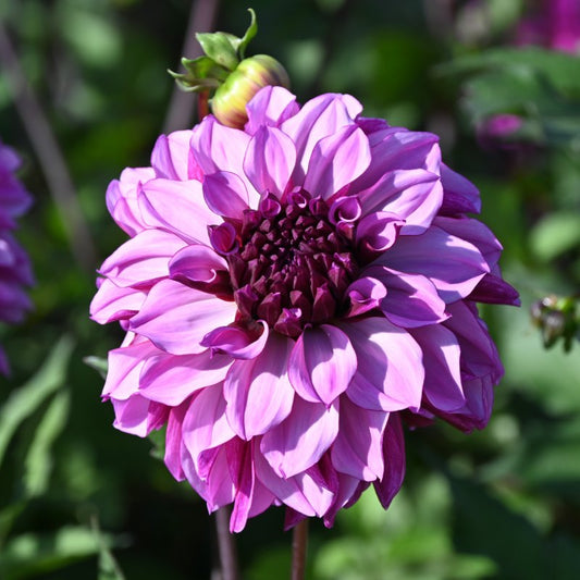 Dālija 'Cranberry Classic' VIOLET