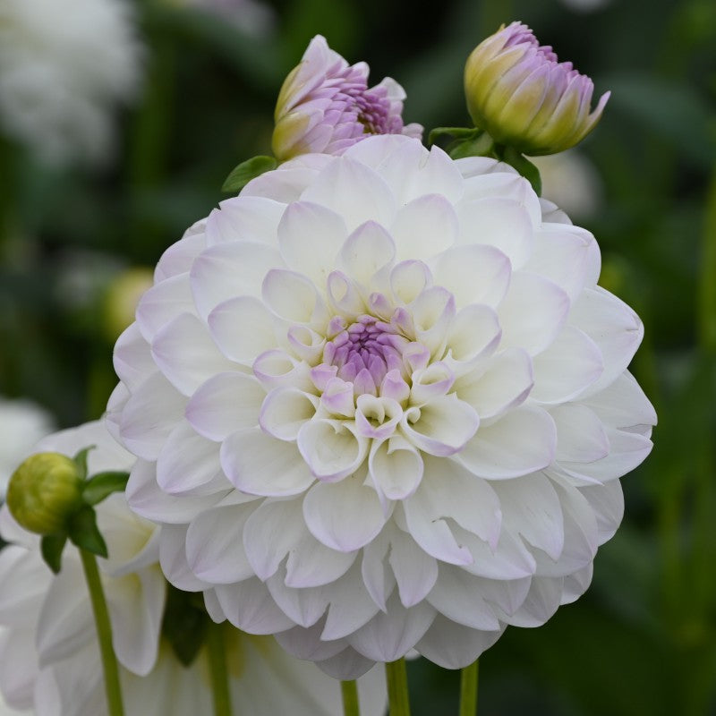 Dālija 'Eveline'