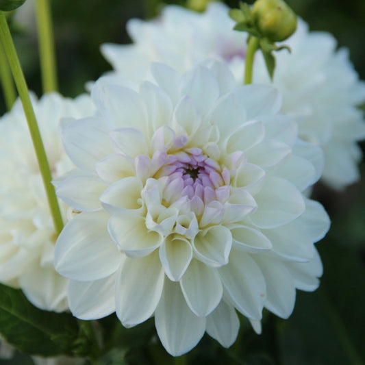 Dālija 'Eveline'