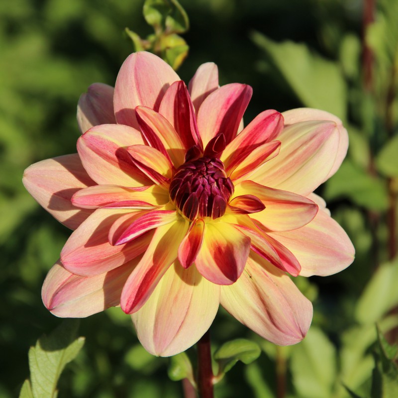 Dālija 'Happy Butterfly'