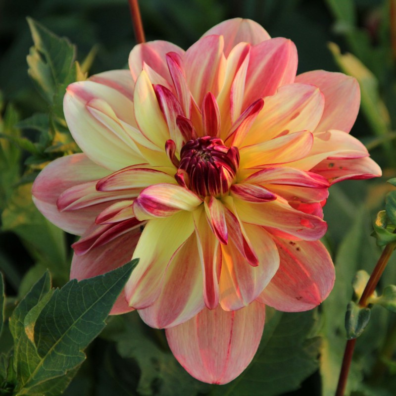 Dālija 'Happy Butterfly'