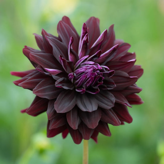Dālija 'Dahlia 'Hollyhill Dark Beauty'