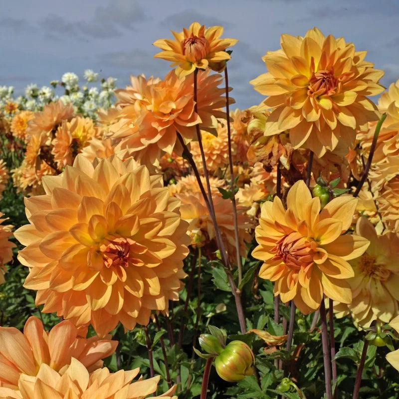 Dālija 'Karma Gold'
