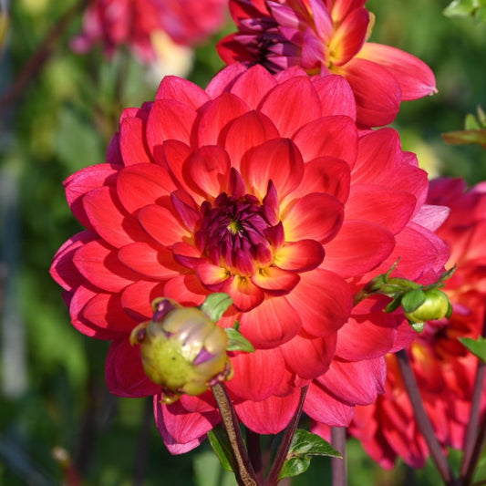 Dālija 'Kilburn Glow'