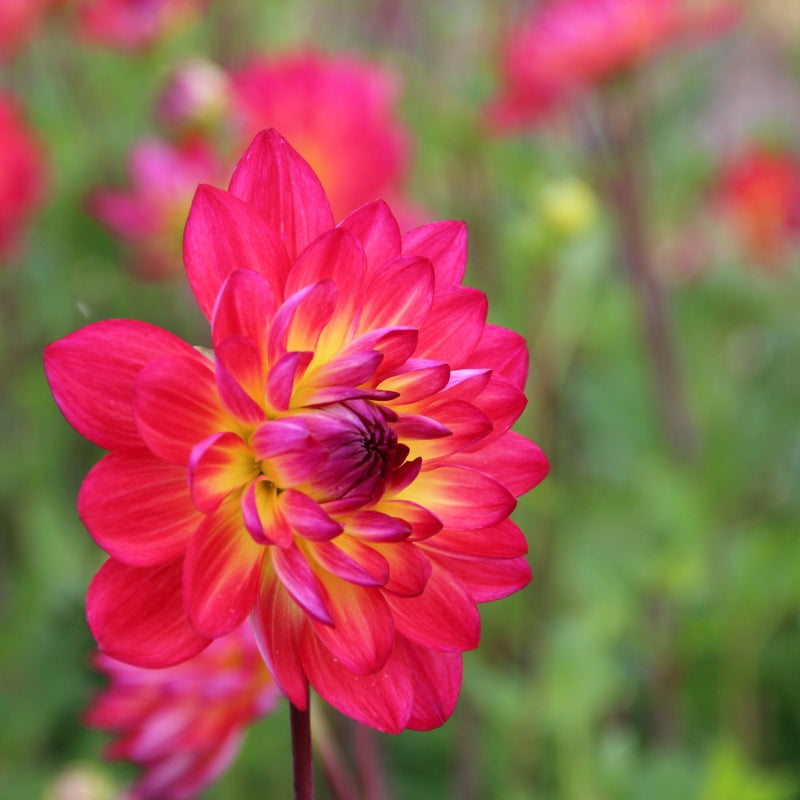 Dālija 'Kilburn Glow'