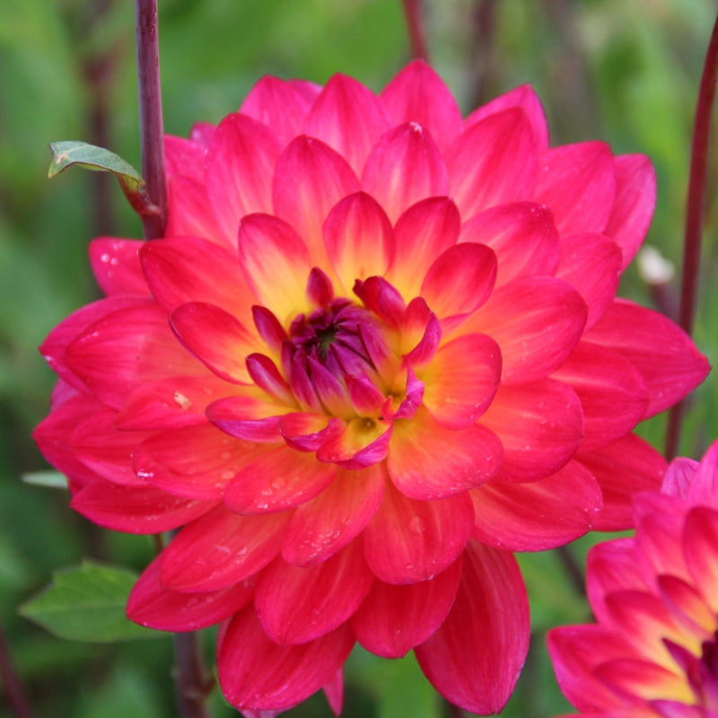 Dālija 'Kilburn Glow'