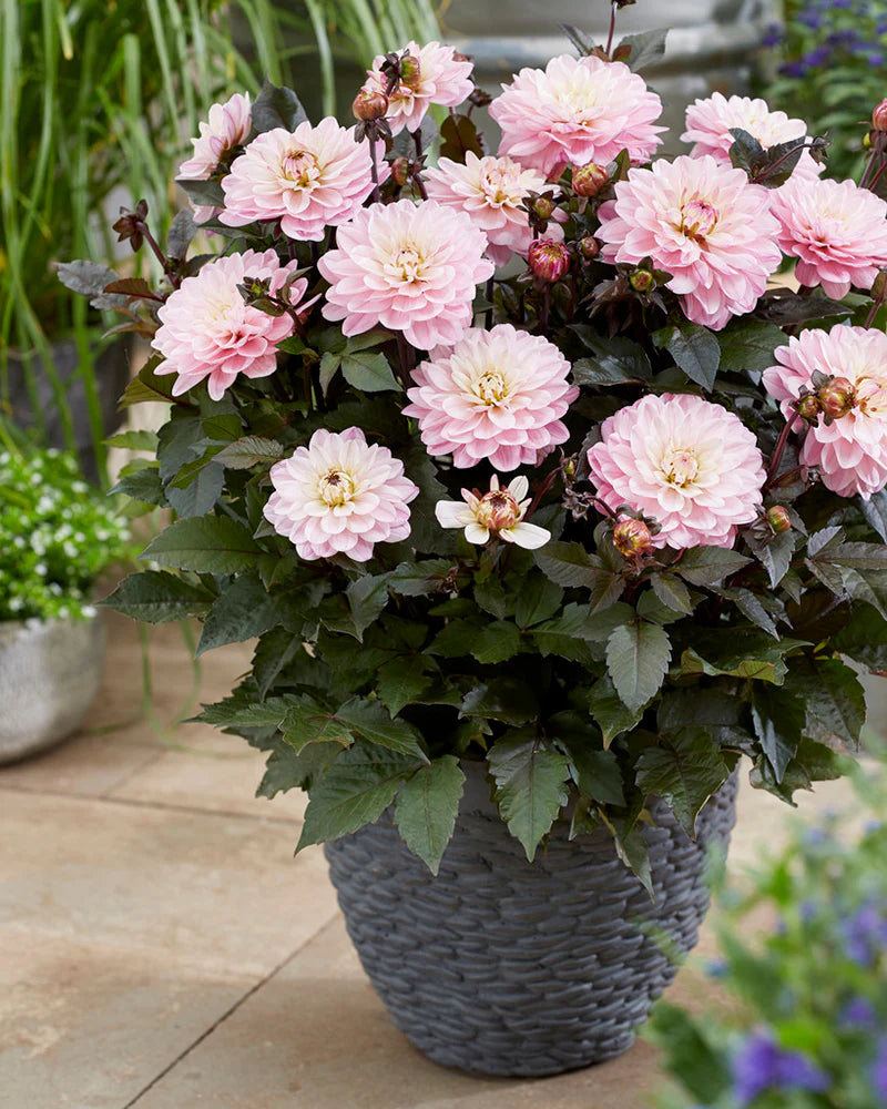 Dālija 'Melody Harmony' R