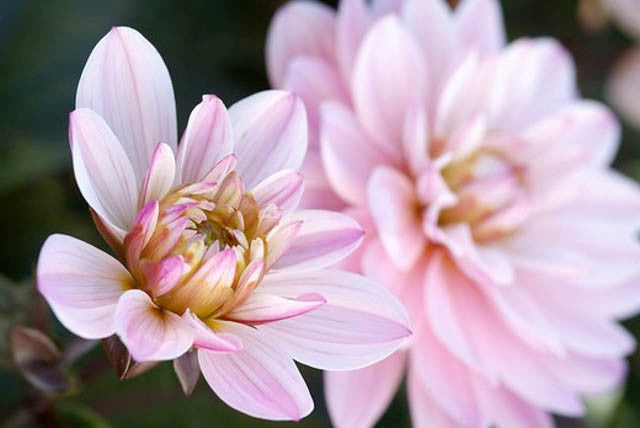 Dālija 'Melody Harmony' R