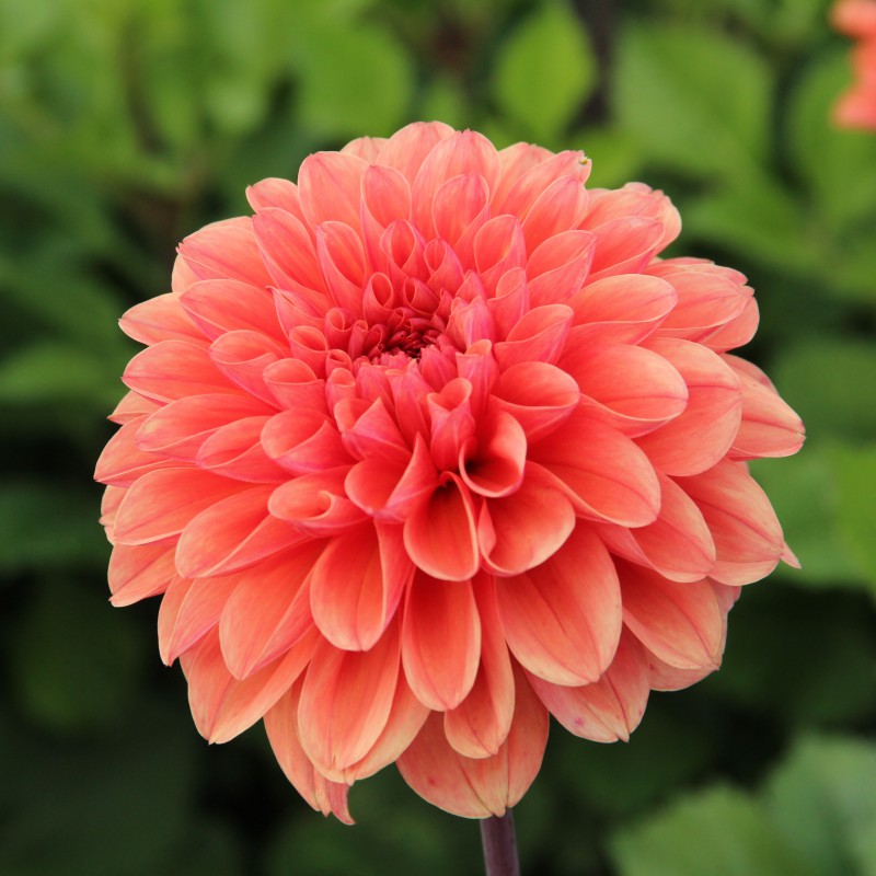 Dālija 'Orange King'