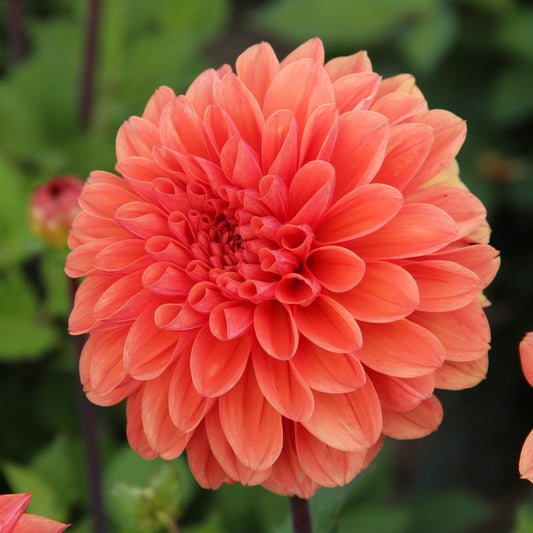 Dālija 'Orange King'