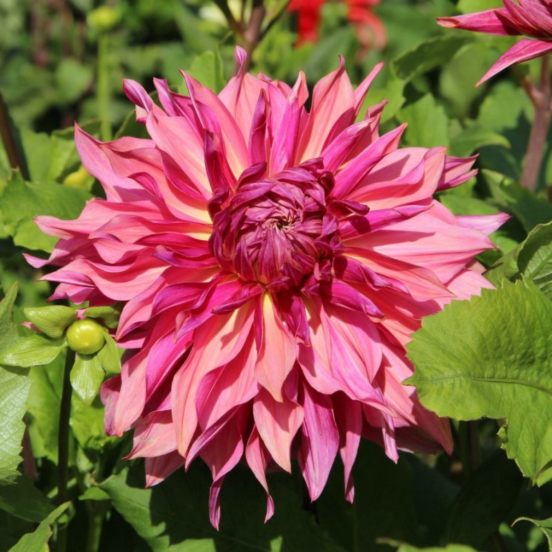 Dālija 'Penhill Dark Monarch'