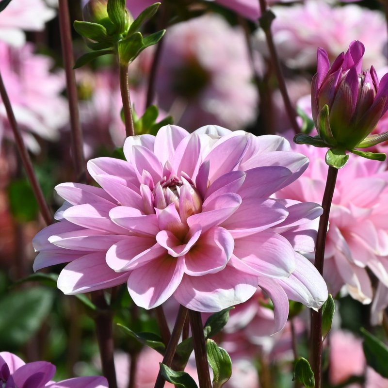Dālija 'Pink Perception'