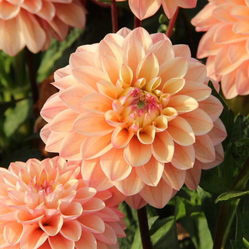 Dālija 'Princess Elisabeth'