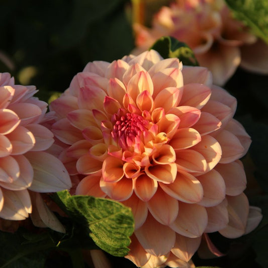 Dālija 'Princess Elisabeth'