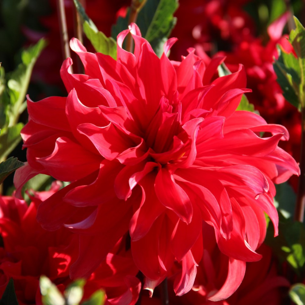 Dālija ''Red Labyrinth'