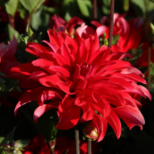 Dālija ''Red Labyrinth'