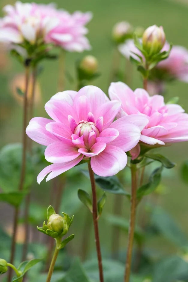 Dālija 'Pink Perception'