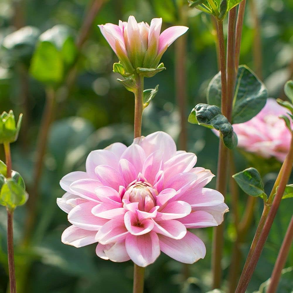 Dālija 'Pink Perception'