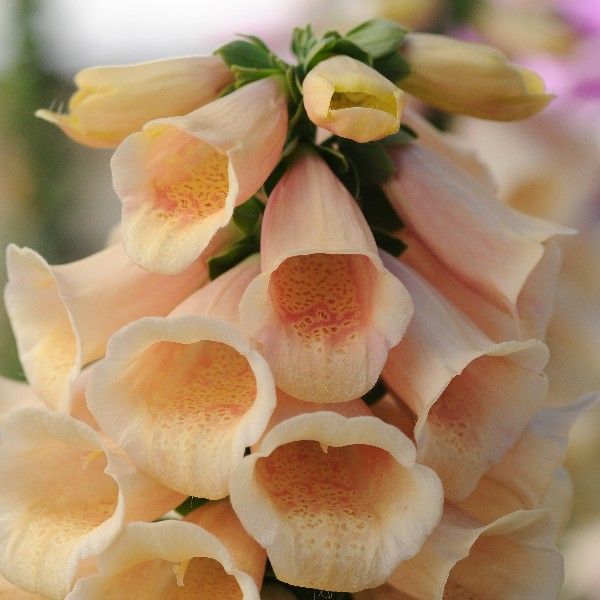 Uzpirkstīte 'Dalmatian Peach'