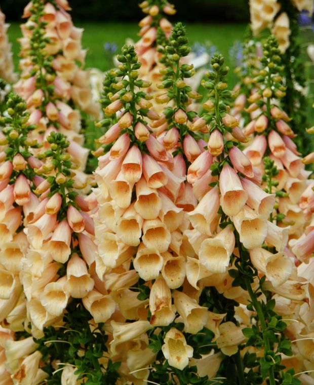 Uzpirkstīte 'Dalmatian Peach'