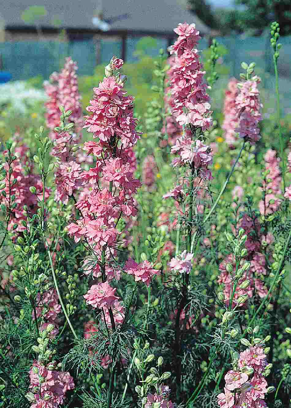 Delfīnija 'Qis Rose'
