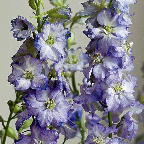 Delfīnija 'Brisbane White Blue Edge'