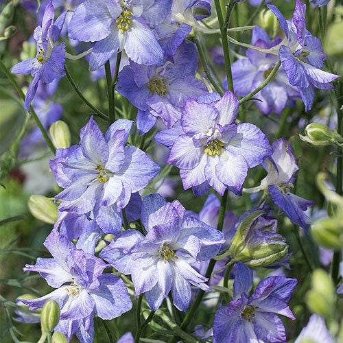 Delfīnija 'Brisbane White Blue Edge'