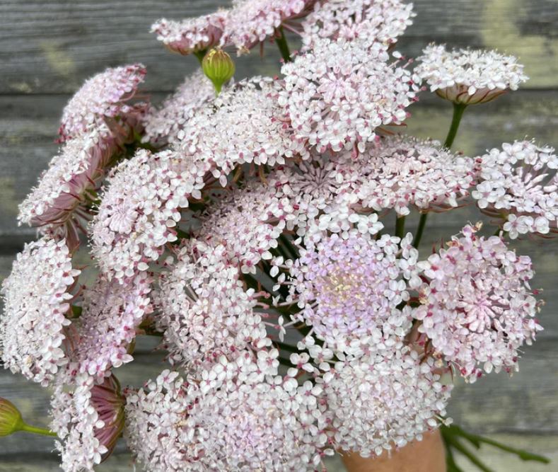 Didisks "Lace pink"