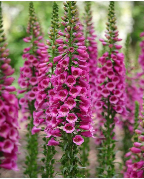 Uzpirkstīte 'Candy mountain Rose'