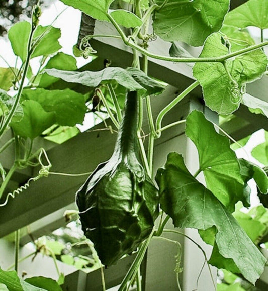 Lagenārija ‘DINOSAUR'