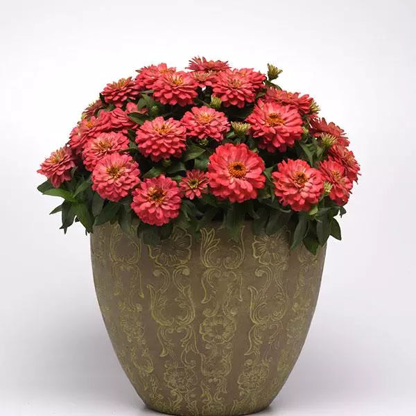 Cinnija 'Zahara Double Salmon'