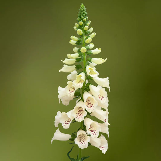 Uzpirkstīte 'Dottie Cream'