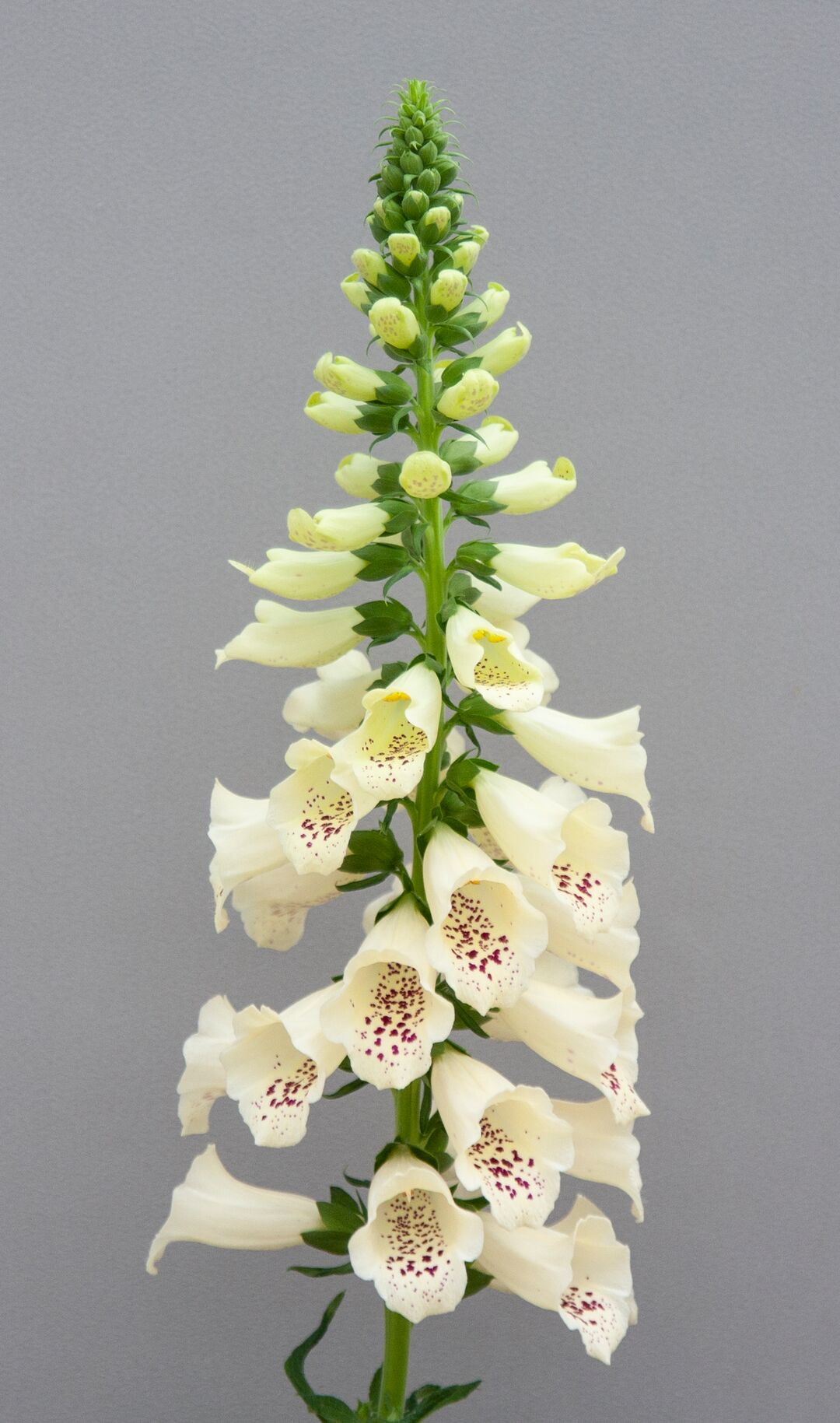 Uzpirkstīte 'Dottie Cream'
