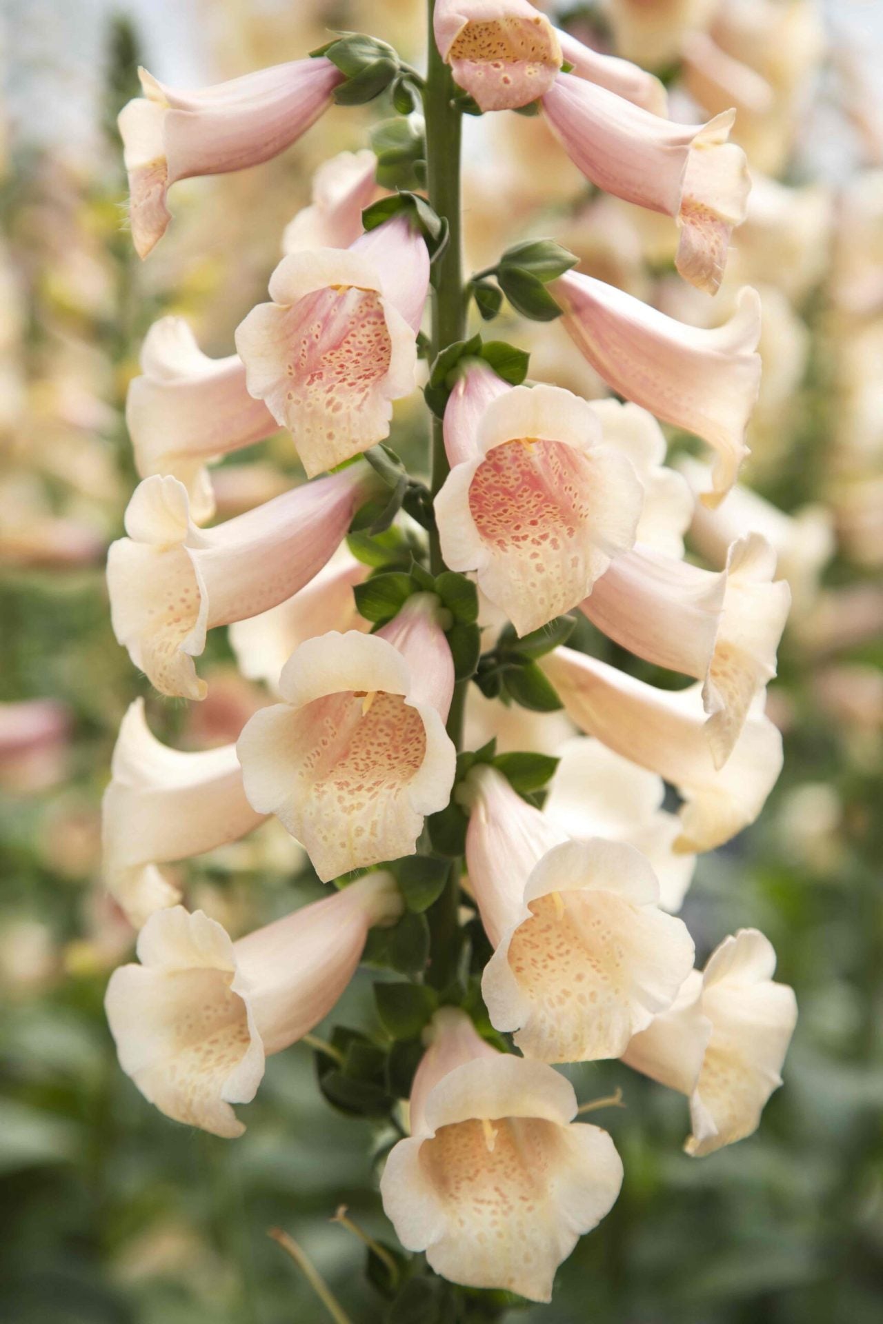 Uzpirkstīte 'Dottie Peach'